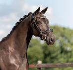Knappe, lieve ruin zoekt fijn huis, coaching/weidemaatje, Ruin, Niet van toepassing, Dressuurpaard, Gechipt