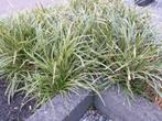 Buitenplanten Zegge/ Carex planten (Morrowii 'ice Dance'), Tuin en Terras, Ophalen, Lente, Vaste plant, Siergrassen