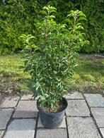 Prunus Brenelia (Portugese soort rood), Ophalen, Laurier, Struik, 100 tot 250 cm