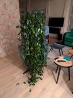 Stekken van de Hoya Carnosa, Huis en Inrichting, Kamerplanten, Ophalen, Overige soorten, Halfschaduw, Minder dan 100 cm