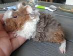 Lunkarya cavia beertje, Dieren en Toebehoren, Knaagdieren, Mannelijk, Cavia, Na 1 juli 2024, Tam