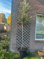 Mooi olijfboom, Tuin en Terras, Volle zon, Bloeit niet, Ophalen of Verzenden, 100 tot 250 cm