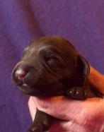 Australië labradoodle, CDV (hondenziekte), Overige rassen, 8 tot 15 weken, Meerdere