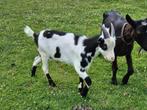 Te koop melkgeit lammeren, Dieren en Toebehoren, Schapen, Geiten en Varkens, Mannelijk, Geit, 0 tot 2 jaar