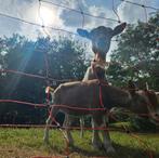 Mooie Toggenburger met stamboom geit te koop, Dieren en Toebehoren, Schapen, Geiten en Varkens, Vrouwelijk, Geit