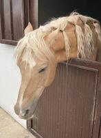 Bijrijder Aangeboden Verzorgpony Gezocht, Dieren en Toebehoren, Paarden en Pony's | Overige Paardenspullen, Ophalen of Verzenden