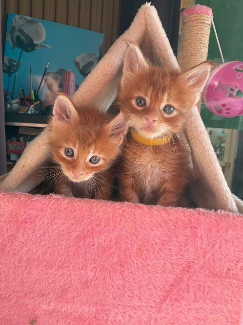 Rode Maine Coons – lieve mini-leeuwtjes zoeken een thuis!, Dieren en Toebehoren, Katten en Kittens | Raskatten | Langhaar, Meerdere dieren