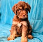 Zeer lieve sociale aussiedoodle/aussiedoodle pups, Overige rassen, CDV (hondenziekte), 8 tot 15 weken, Meerdere
