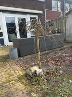 GRATIS - treurwilg op stam, Tuin en Terras, Planten | Bomen, Ophalen, Lente, 100 tot 250 cm, Treurboom