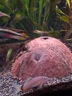 Muisbotia ruilen, Vis