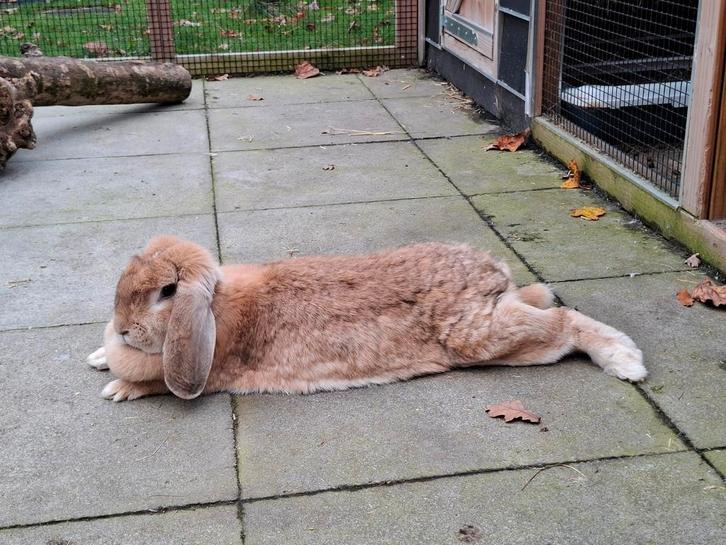 Lieve mooie franse hangoor voedster, Dieren en Toebehoren, Konijnen, Vrouwelijk, Hangoor