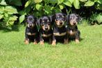 Dwerg teckel pups te koop, Dieren en Toebehoren, Honden | Teckels en Dashonden, Nederland, CDV (hondenziekte), 8 tot 15 weken
