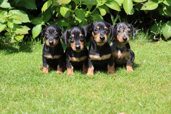 Dwerg teckel pups te koop, Dieren en Toebehoren, Honden | Teckels en Dashonden, Meerdere dieren, Korthaar, Dwerg, Fokker | Professioneel