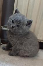 Brits britse korthaar kittens, Meerdere dieren, 0 tot 2 jaar, Ontwormd