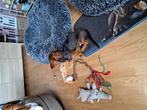 Teckel reu, Dieren en Toebehoren, Honden | Teckels en Dashonden, België, Standaard, Particulier, 15 weken tot 1 jaar