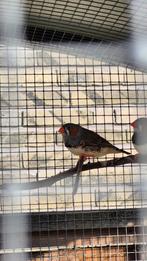Zebravink man, Dieren en Toebehoren, Vogels | Overige Vogels, Mannelijk, Tropenvogel
