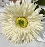 ASTERS - KUNST - 3 KLEUREN, Ophalen of Verzenden, Nieuw