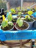Komkommerplanten /mini komkommers bio, Zomer, Ophalen of Verzenden, Groenteplanten, Eenjarig