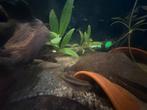 Kersenbuik cichlides eigen kweek, Dieren en Toebehoren, Vis
