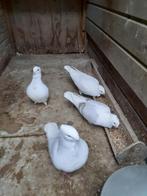 oud-hollandse meeuwen, Meerdere dieren, Overige soorten