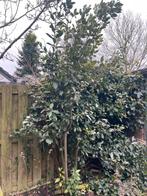 Laurier  - Prachtige struik/boom voor uw tuin!, Tuin en Terras, Ophalen, Bloeit niet, Halfschaduw, Overige soorten