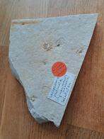 Saccocoma (zeelelie), Ophalen of Verzenden, Mineraal