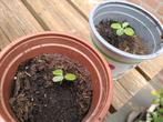 Madagascar Jewel, Volle zon, Vaste plant, Zomer, Ophalen