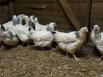 GroteKippen:Sussex-Amrock-Barnevelder-Hampshire-Marans-NHB., Vrouwelijk, Kip