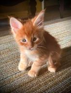 Vrolijk rood Maine Coon katje zoekt een liefdevol thuis!, Poes