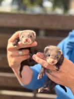 Fret fretten pups, Dieren en Toebehoren, Overige Dieren, Augustus, Mannelijk