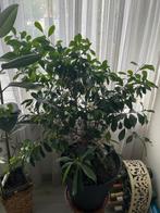 Ficus Benjamin met pot, Huis en Inrichting, Kamerplanten, Ficus, In pot, Minder dan 100 cm, Groene kamerplant