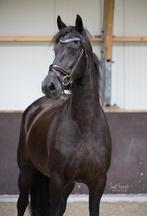 Stermerrie - drachtig - 2015 - beleerd, Dieren en Toebehoren, Paarden