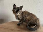 Nog 1 prachtige Maine Coon kitten te koop, Meerdere dieren, Ontwormd, 0 tot 2 jaar