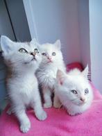 Ragdoll kittens, Dieren en Toebehoren, Katten en Kittens | Raskatten | Langhaar, Meerdere dieren, Ontwormd, 0 tot 2 jaar