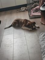 Puppy daisy, 15 weken tot 1 jaar, Overige rassen, Teef, Eén hond