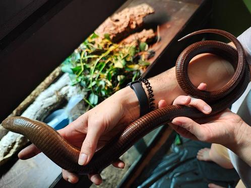 Pseudopus apodus thracius 0.0.2, Dieren en Toebehoren, Reptielen en Amfibieën, Hagedis, 7 tot 10 jaar