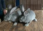 2 jonge vlaamse reuzen, Dieren en Toebehoren, Konijnen, Vrouwelijk, Groot, 0 tot 2 jaar