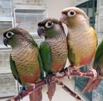 pyrrhurras in diverse kleuren, Dieren en Toebehoren, Vogels | Parkieten en Papegaaien, Meerdere dieren, Papegaai, Pratend