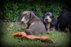 Dwerg Teckel pups, Dieren en Toebehoren, Honden | Teckels en Dashonden, België, Rabiës (hondsdolheid), 8 tot 15 weken, Korthaar