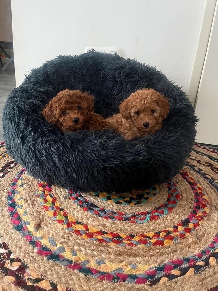 Prachtige toy poedel pups, Dieren en Toebehoren, Honden | Chihuahua's en Gezelschapshonden, Meerdere dieren, Poedel, Particulier