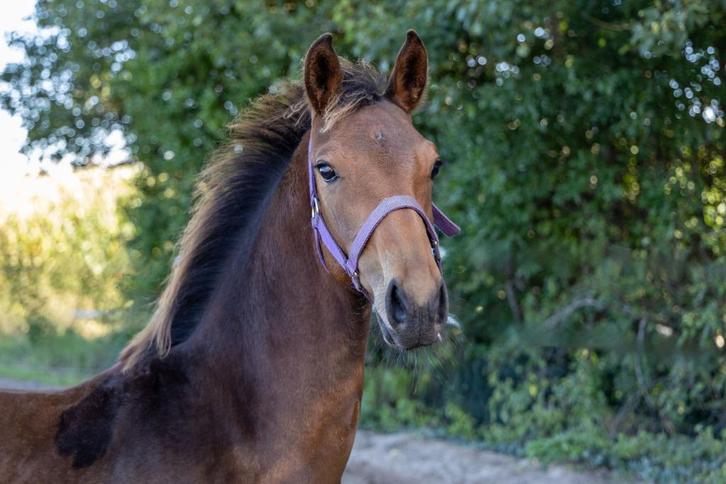 Hengstveulen Vesper Star, Dieren en Toebehoren, Paarden, Hengst, Niet van toepassing, 0 tot 2 jaar, Dressuurpaard, Met stamboom