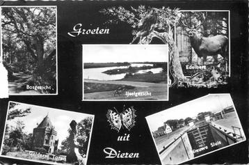 (387-219-005) Dieren Groeten uit beschikbaar voor biedingen