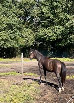 Te koop: Jaarling New Forest pony, merrie, Dieren en Toebehoren, Merrie, Gechipt, 0 tot 2 jaar, Onbeleerd