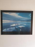 0513 white wolf on ice .. Ingelijste poster .. 81X61cm ., Ophalen, Foto of Poster