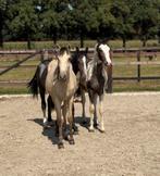 Opvallend mooie jaarlingen hengsten !, Dieren en Toebehoren, Pony's, Niet van toepassing, Springpony, 0 tot 2 jaar, Gechipt