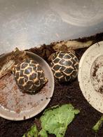 Schildpad (eventueel met terrarium), Dieren en Toebehoren, Reptielen en Amfibieën, Schildpad, Met terrarium, 0 tot 2 jaar