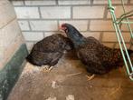Trio Barnevelder groot van najaar 2024, Meerdere dieren, Kip