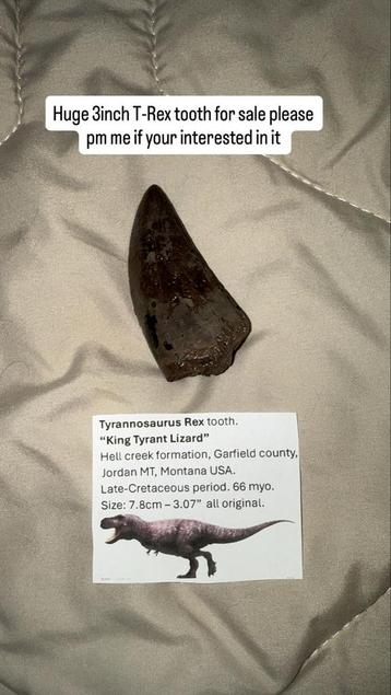 T-Rex Tand Fossiel - 7.8cm beschikbaar voor biedingen