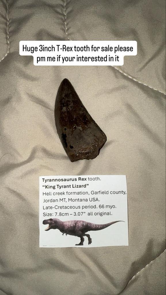T-Rex Tand Fossiel - 7.8cm, Verzamelen, Mineralen en Fossielen, Fossiel, Ophalen of Verzenden