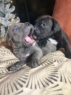 Prachtige Cane Corso pups, Dieren en Toebehoren, 8 tot 15 weken, Bulldog, Meerdere, Meerdere dieren